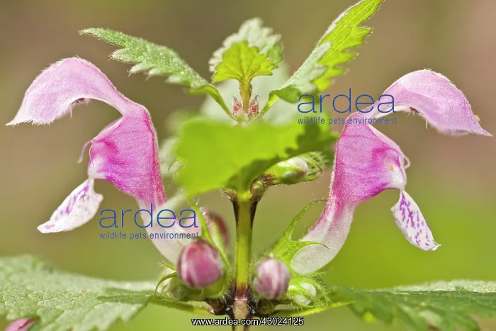 : Spotted Deadnettle - flowers on field : Spotted Deadnettle - flowers on field