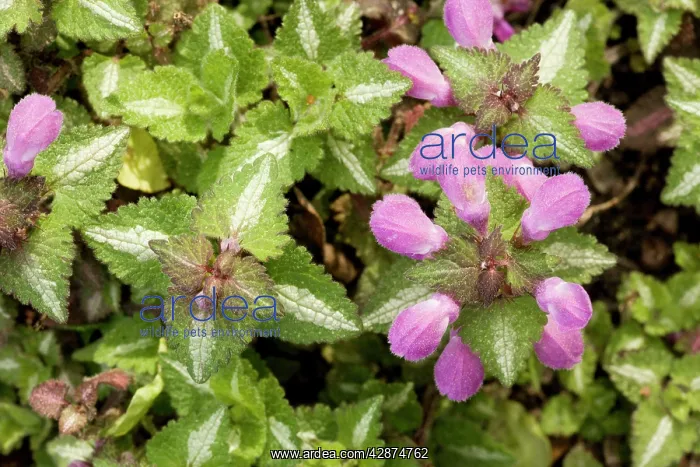 : Spotted deadnettle, with striped leaves : Spotted deadnettle, with striped leaves