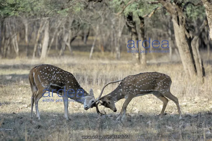 : Spotted Deer : Spotted Deer