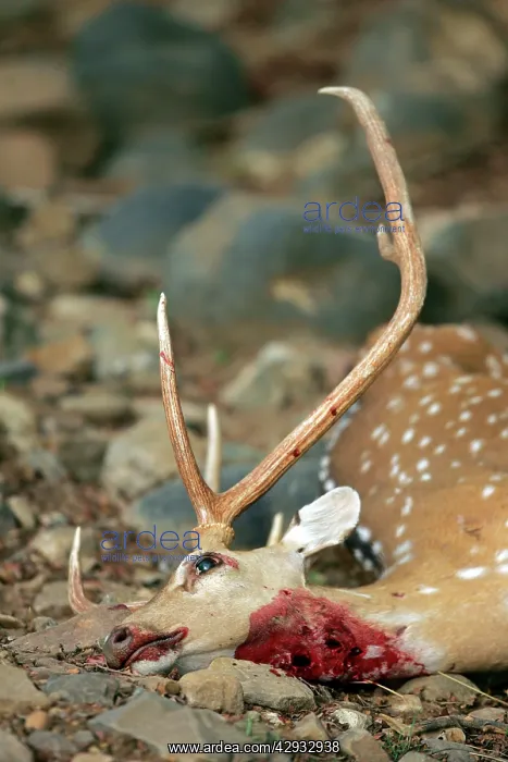 : Spotted Deer carcass - Killed then abandoned by : Spotted Deer carcass - Killed then abandoned by