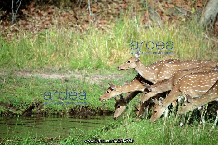 : Spotted Deer / Cheetal / Chital - by stream Bandhavgargh : Spotted Deer / Cheetal / Chital - by stream Bandhavgargh