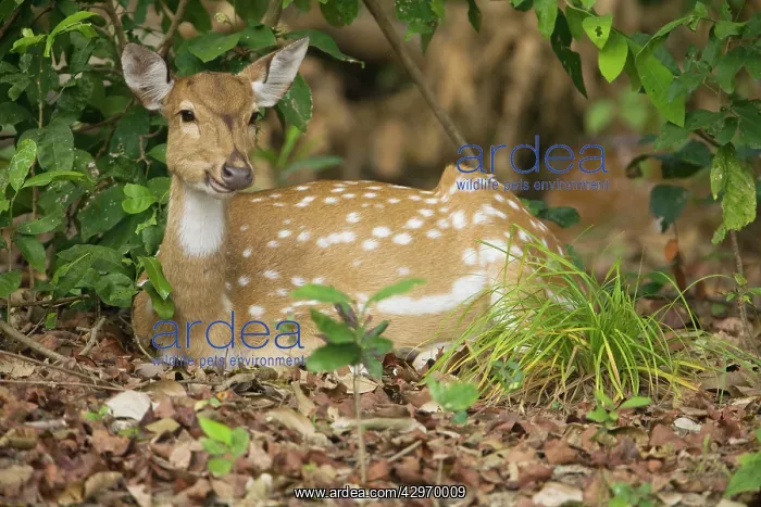 : Spotted Deer / Chital - chewing their cud : Spotted Deer / Chital - chewing their cud