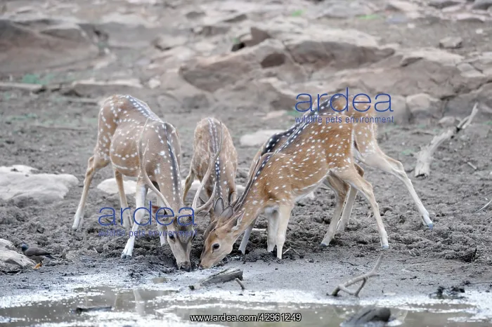 : Spotted Deer / Chital - drinking : Spotted Deer / Chital - drinking
