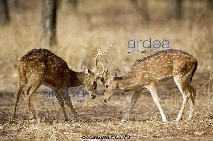 : Spotted deer - sparring : Spotted deer - sparring