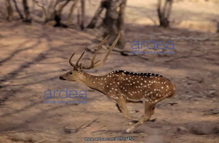 : Spotted Deer Stag / Chital - Running : Spotted Deer Stag / Chital - Running