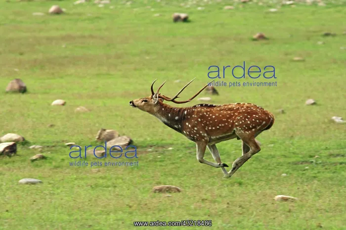 : Spotted Deer stag runing;Corbett National : Spotted Deer stag runing;Corbett National