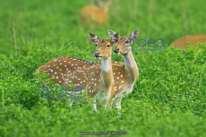 : Spotted Deers : Spotted Deers