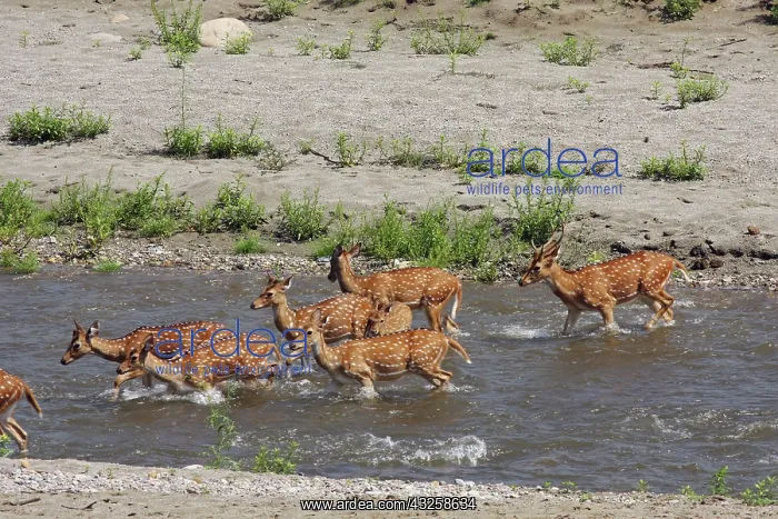 : Spotted Deers crossing the river Ramganga, Corbett : Spotted Deers crossing the river Ramganga, Corbett
