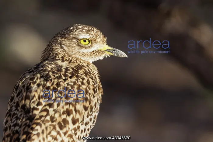 : Spotted Dikkop. Also called Spotted Thick-knee : Spotted Dikkop. Also called Spotted Thick-knee