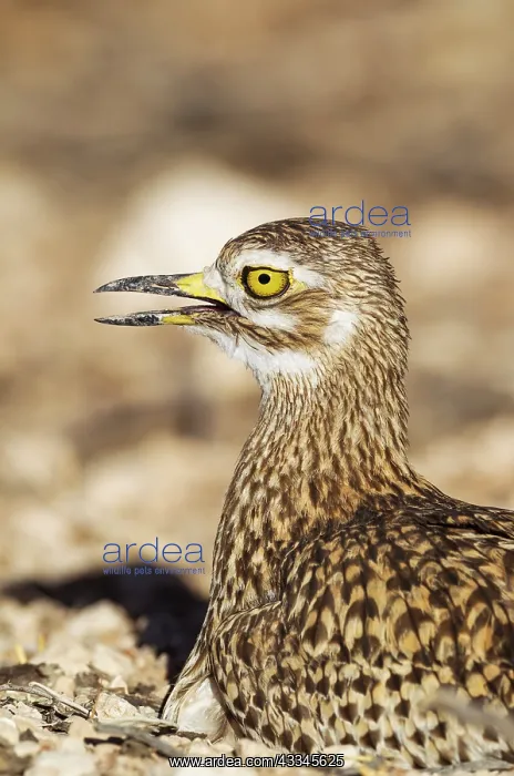 : Spotted Dikkop. Also called Spotted Thick-knee : Spotted Dikkop. Also called Spotted Thick-knee