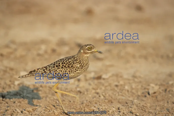 : Spotted DIKKOP - Running : Spotted DIKKOP - Running