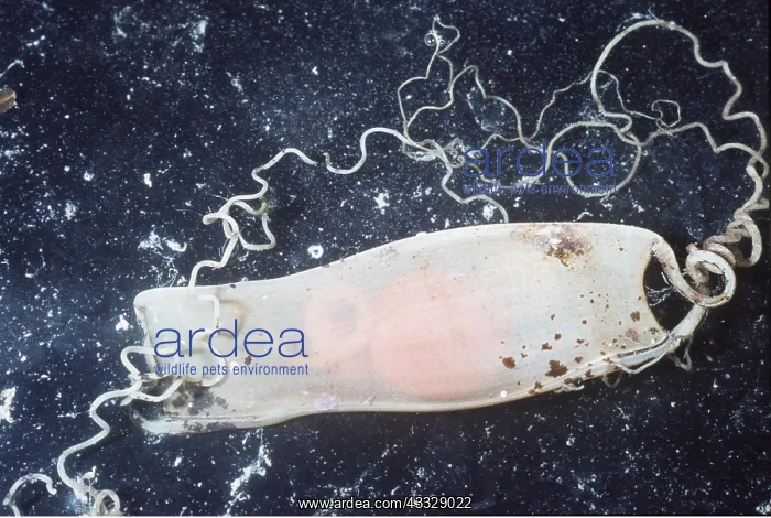: Spotted DOGFISH - egg : Spotted DOGFISH - egg