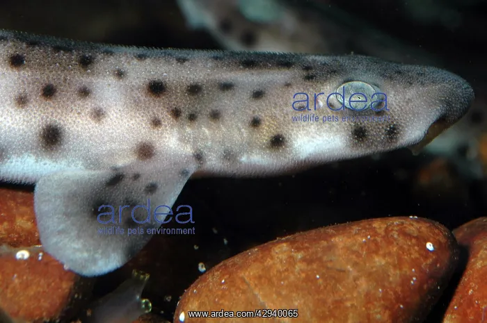  : Spotted Dogfish newly hatched juvenile