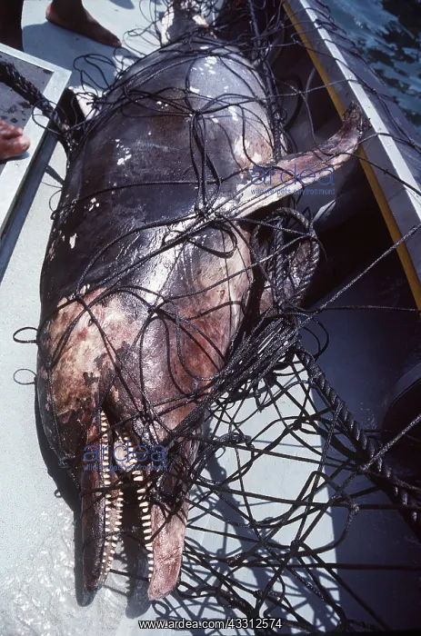 : Spotted DOLPHIN - caught in net : Spotted DOLPHIN - caught in net