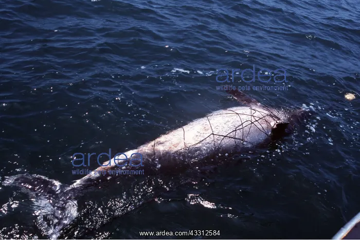 : Spotted Dolphin - in Shark Mesh Net South Africa, Pollution : Spotted Dolphin - in Shark Mesh Net South Africa, Pollution