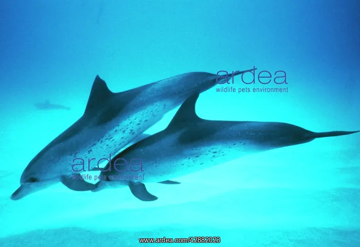  : SPOTTED DOLPHINS