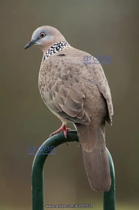 : Spotted Dove : Spotted Dove