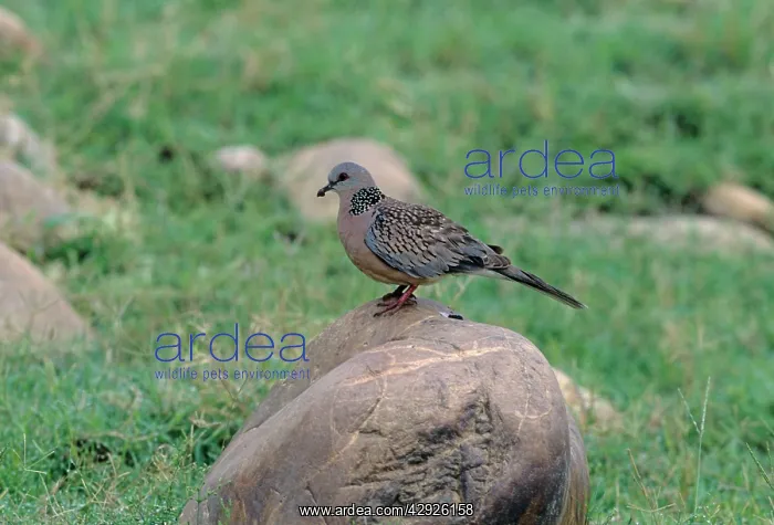  : Spotted Dove - With Insect