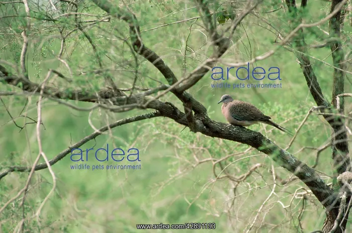 : Spotted Dove / Spotted Turtle Dove / Chinese Turtle Dove : Spotted Dove / Spotted Turtle Dove / Chinese Turtle Dove