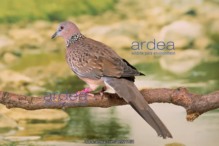 : Spotted Dove / Spotted Turtle Dove / Chinese Turtle Dove : Spotted Dove / Spotted Turtle Dove / Chinese Turtle Dove