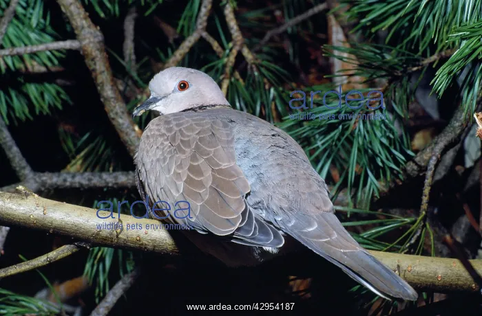 : Spotted Dove / Spotted Turtle Dove / Chinese Turtle Dove : Spotted Dove / Spotted Turtle Dove / Chinese Turtle Dove