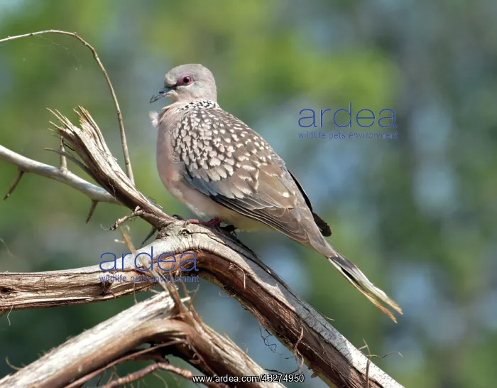 : Spotted Dove, Sri Lanka
