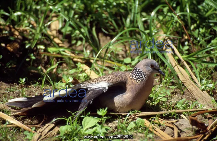 : Spotted Dove - sunbathing : Spotted Dove - sunbathing