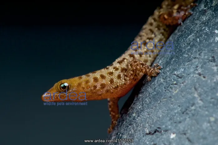 : Spotted dwarf gecko (Sphaerodactylus difficilis) : Spotted dwarf gecko (Sphaerodactylus difficilis)