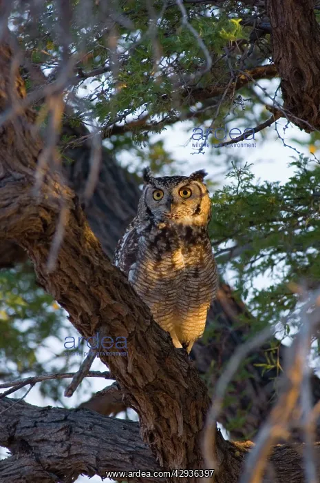 : Spotted Eagle Owl - Adult on roost in early morning : Spotted Eagle Owl - Adult on roost in early morning