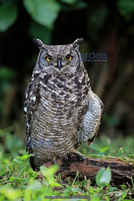 : Spotted Eagle-Owl (Bubo africanus), adult, on ground : Spotted Eagle-Owl (Bubo africanus), adult, on ground