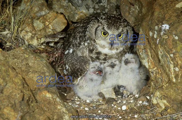 : Spotted Eagle Owl - with chicks at nest : Spotted Eagle Owl - with chicks at nest