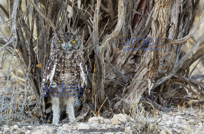 : Spotted Eagle Owl. Kalahari Desert, Kgalagadi Transfrontier : Spotted Eagle Owl. Kalahari Desert, Kgalagadi Transfrontier