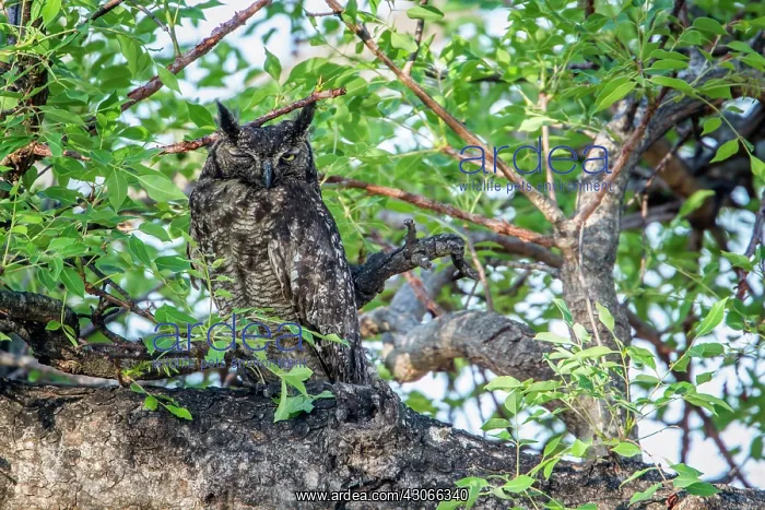 : Spotted eagle Owl in Kruger National park, South : Spotted eagle Owl in Kruger National park, South