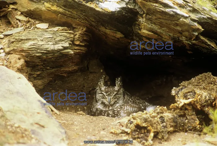 : Spotted Eagle Owl - on nest : Spotted Eagle Owl - on nest