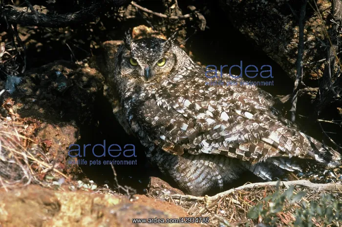 : Spotted Eagle Owl - shading chicks : Spotted Eagle Owl - shading chicks