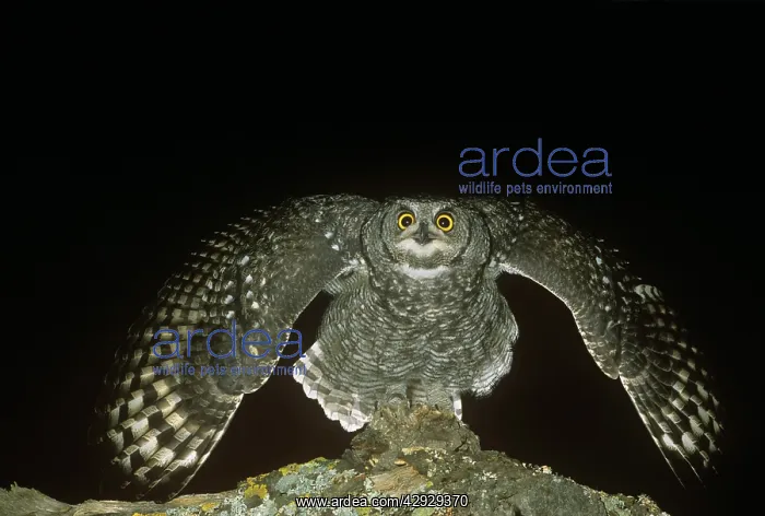 : SPOTTED EAGLE OWL - in threat pose : SPOTTED EAGLE OWL - in threat pose
