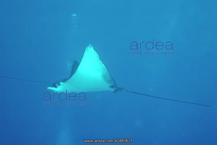 : SPOTTED EAGLE RAY : SPOTTED EAGLE RAY