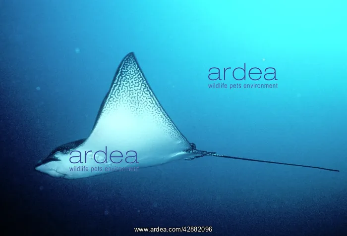 : SPOTTED EAGLE RAY : SPOTTED EAGLE RAY