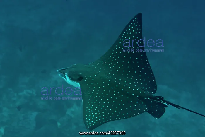 : Spotted Eagle Ray : Spotted Eagle Ray