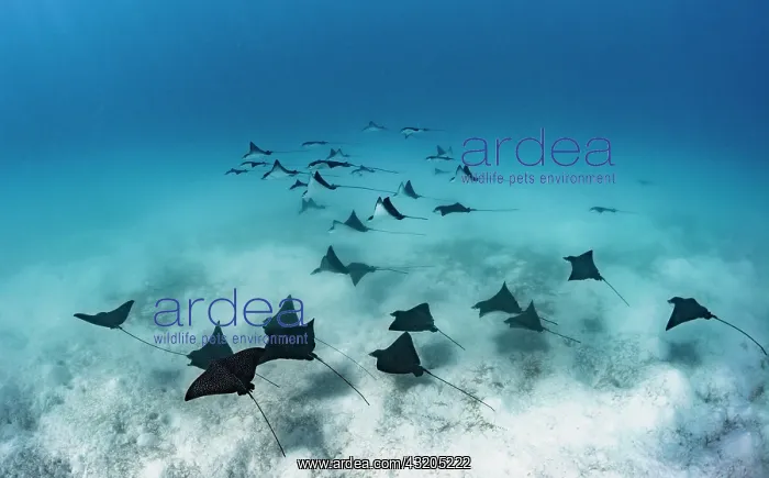 : Spotted eagle ray (Aetobatus narinari) above the : Spotted eagle ray (Aetobatus narinari) above the