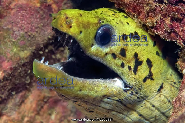 : Spotted Fimbriated moray (Gymnothorax fimbriatus) : Spotted Fimbriated moray (Gymnothorax fimbriatus)