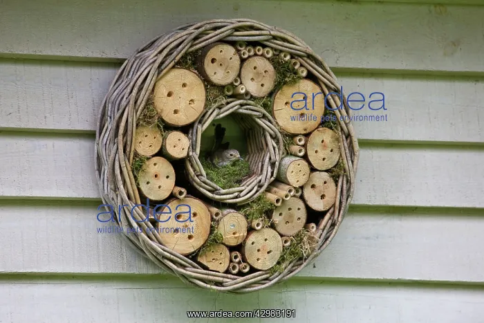 : Spotted Flycatcher : Spotted Flycatcher