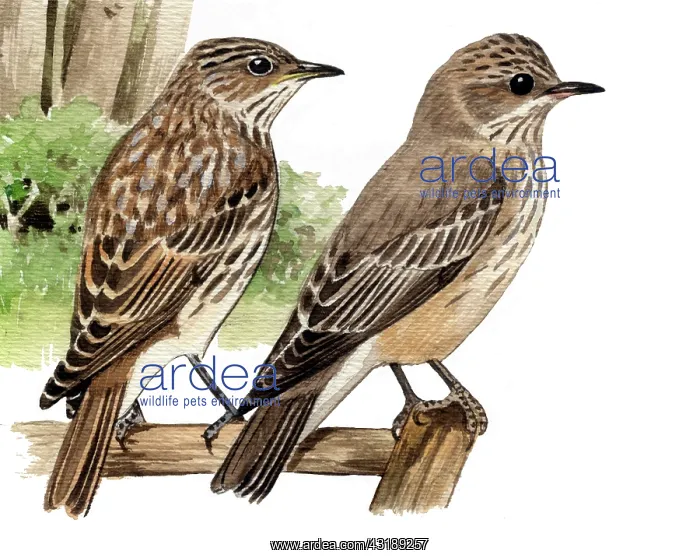 : Spotted Flycatcher : Spotted Flycatcher