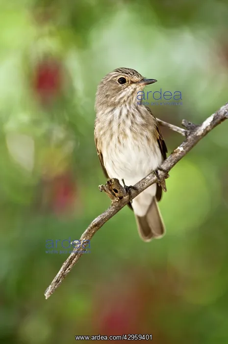 : Spotted Flycatcher - On branch : Spotted Flycatcher - On branch