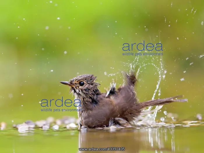 : Spotted flycatcher (Muscicapa striata) bathing in : Spotted flycatcher (Muscicapa striata) bathing in