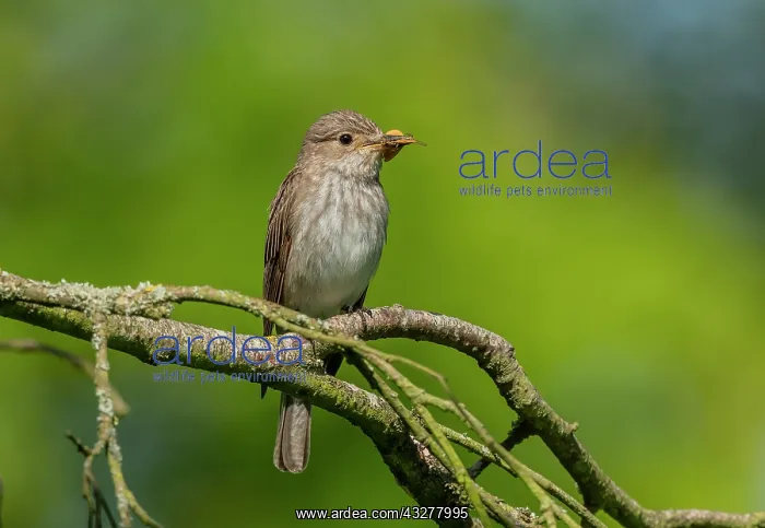 : Spotted flycatcher, Muscicapa striata, with male : Spotted flycatcher, Muscicapa striata, with male