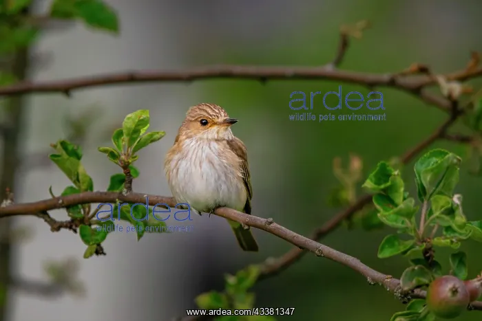  : Spotted flycatcher (Muscicapa striata), young bi