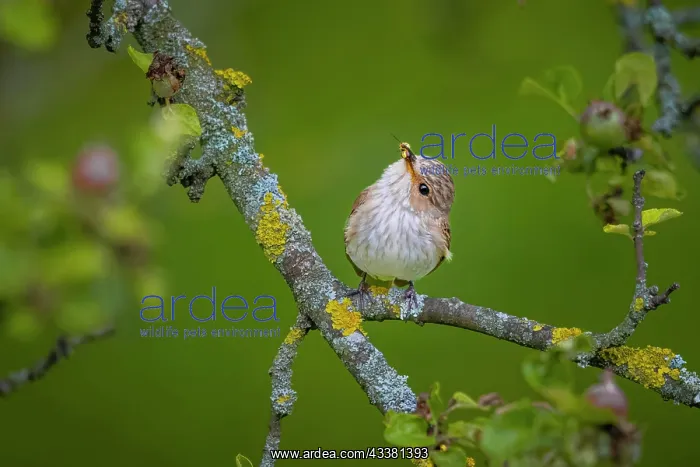 : Spotted flycatcher (Muscicapa striata), young bi : Spotted flycatcher (Muscicapa striata), young bi
