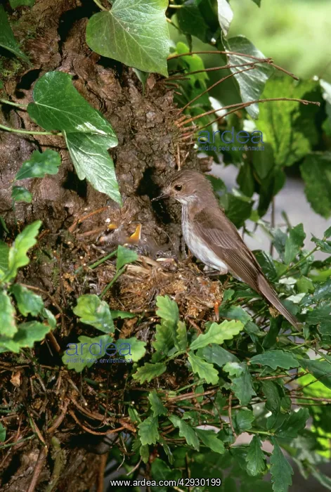 : Spotted FLYCATCHER - at nest in oak tree with chicks : Spotted FLYCATCHER - at nest in oak tree with chicks