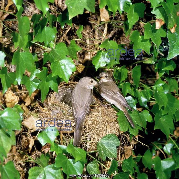 : SPOTTED FLYCATCHER - pair at nest : SPOTTED FLYCATCHER - pair at nest